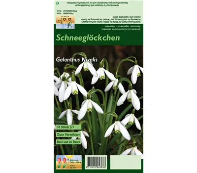 Kleines Schneeglöckchen