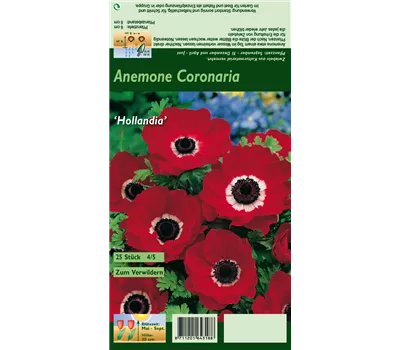 Garten-Anemone 'De Caen Hollandia'