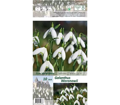 Woronow-Schneeglöckchen