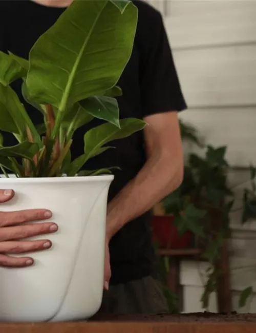 Philodendron - Einpflanzen in ein Gefäß