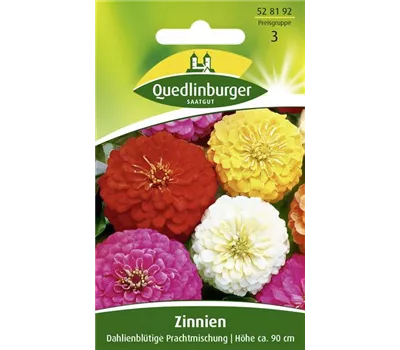 Dahlienblütige Zinnie-Samen