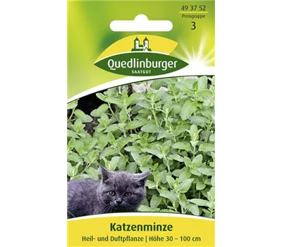 Gewöhnliche Katzenminze-Samen