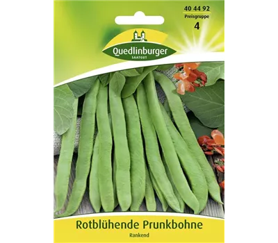 Prunkbohnensamen 'Rotblühende' Prunkbohnensamen 'Rotblühende'