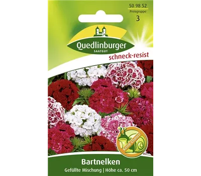 Gefüllte Bartnelke-Samen