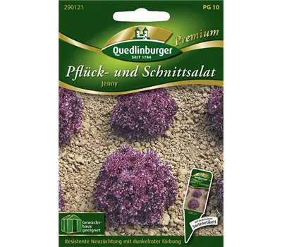 Eichblattsalatsamen 'Jenny' Eichblattsalatsamen 'Jenny'