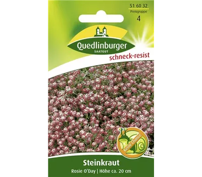 Duftsteinrichsamen 'Rosie O´Day'