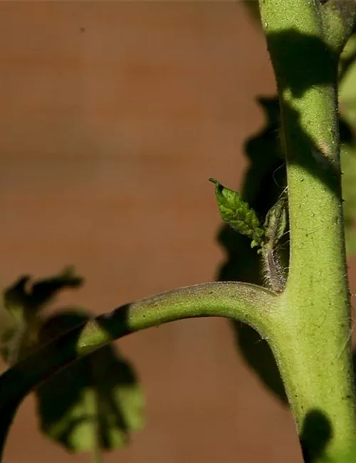 Wie machst du das? - Tomaten ausgeizen