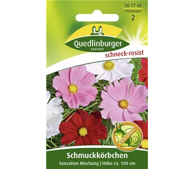 Schmuckkörbchensamen