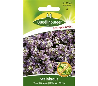 Duftsteinrichsamen 'Violettkönigin'