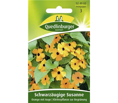 Schwarzäugige Susanne-Samen, orange
