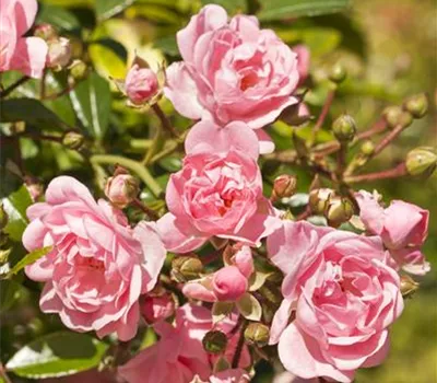 Bodendeckerrose 'The Fairy' Bodendeckerrose 'The Fairy'