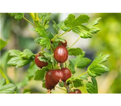 Stachelbeere 'Relina'(s)