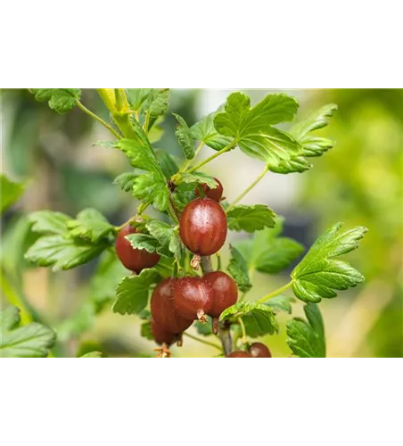 Stachelbeere 'Relina'(s)