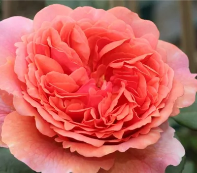 Nostalgische Rose 'Chippendale'® Nostalgische Rose 'Chippendale'®