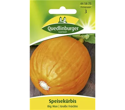 Kürbissamen 'Big Max' Kürbissamen 'Big Max'