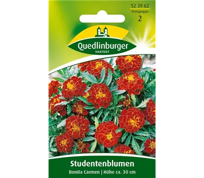 Studentenblumensamen 'Carmen'