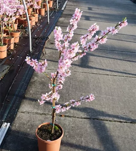 Pfirsich 'Ice Peach'® Pfirsich 'Ice Peach'®