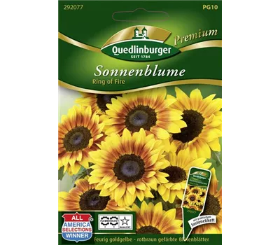 Sonnenblumensamen 'Ring of Fire'
