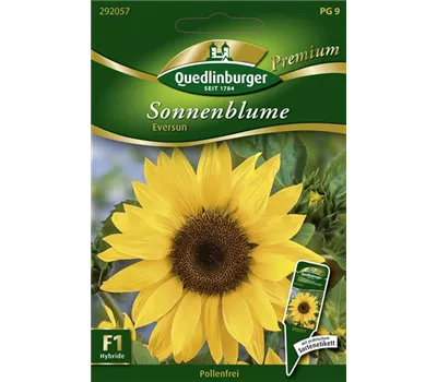 Sonnenblumennsamen 'Eversun'