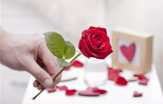 Blühender Valentinstag - für sie und ihn! Blühender Valentinstag - für sie und ihn!