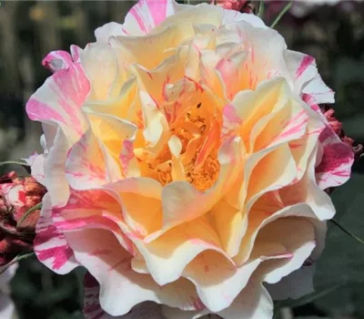 Edelrose 'Maurice Utrillo'® Edelrose 'Maurice Utrillo'®