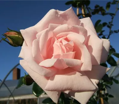 Kletterrose 'New Dawn' Kletterrose 'New Dawn'