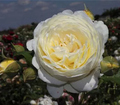 Strauchrose 'Claire Austin'® Strauchrose 'Claire Austin'®