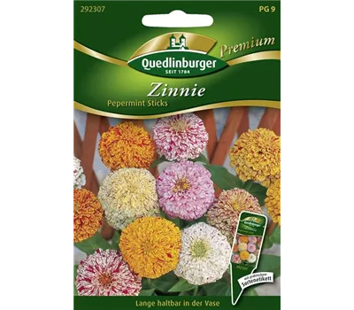 Zinniensamen 'Peppermint Stick' Mix