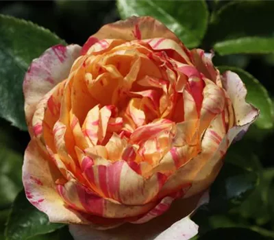 Kletterrose 'Julie Andrieu'®