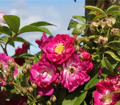 Kletterrose 'Perennial Blue'® Kletterrose 'Perennial Blue'®