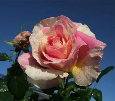 Edelrose 'Claude Monet'® Edelrose 'Claude Monet'®