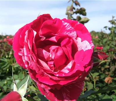 Edelrose 'Henri Matisse' Edelrose 'Henri Matisse'