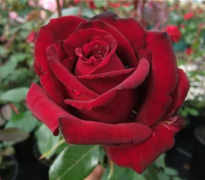 Edelrose 'Ingrid Bergmann'® Edelrose 'Ingrid Bergmann'®