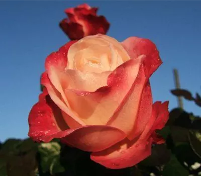 Edelrose 'Nostalgie'® Edelrose 'Nostalgie'®
