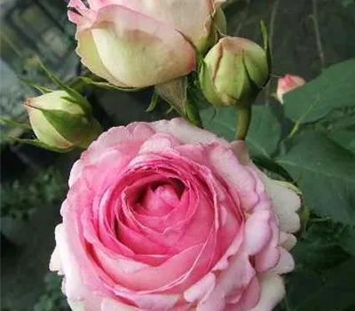 Strauchrose 'Eden Rose 85'® Strauchrose 'Eden Rose 85'®