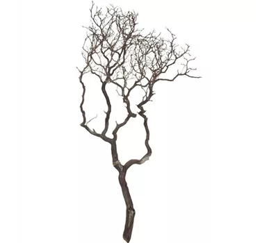 fleur ami Manzanita fleur ami Manzanita