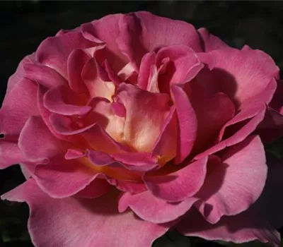 Edelrose 'Pink Paradise'®