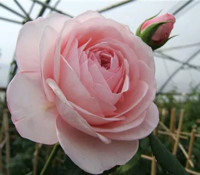 Kletterrose 'Nahéma'®