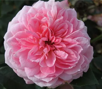 Beetrose 'Kurfürstin Sophie'® Beetrose 'Kurfürstin Sophie'®