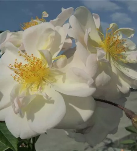 Kletterrose 'Lykkefund' Kletterrose 'Lykkefund'