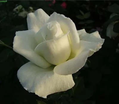 Edelrose 'Roy Black'® Edelrose 'Roy Black'®