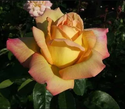 Edelrose 'Peace' Edelrose 'Peace'