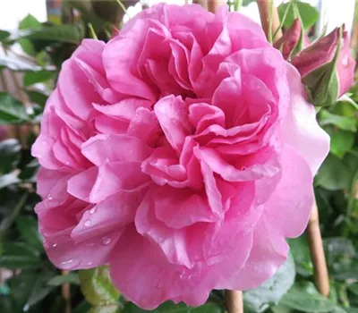 Edelrose 'Pompadour'®