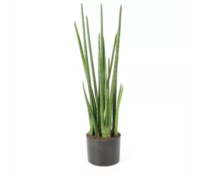fleur ami SANSEVIERIA CYLINDRICA Kunstpflanze