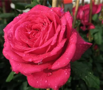 Edelrose 'Johann Wolfgang von Goethe Rose'®