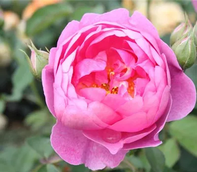 Strauchrose 'Royal Jubilee'® Strauchrose 'Royal Jubilee'®