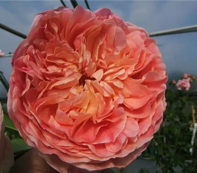 Kletterrose 'Papi Delbard'® Kletterrose 'Papi Delbard'®