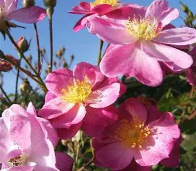 Kleinstrauchrose 'Lavender Dream'® Kleinstrauchrose 'Lavender Dream'®