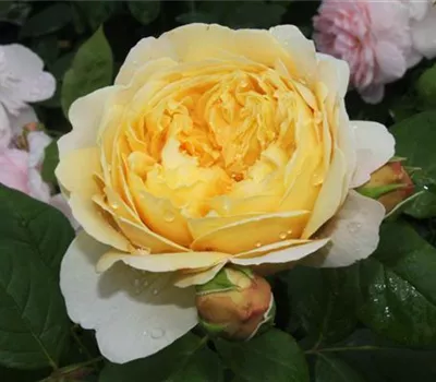Strauchrose 'Charles Darwin'® Strauchrose 'Charles Darwin'®