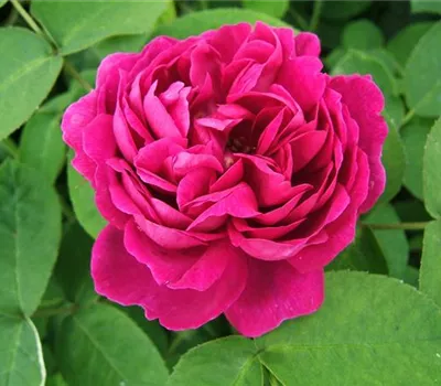 Strauchrose 'Rose de Resht'